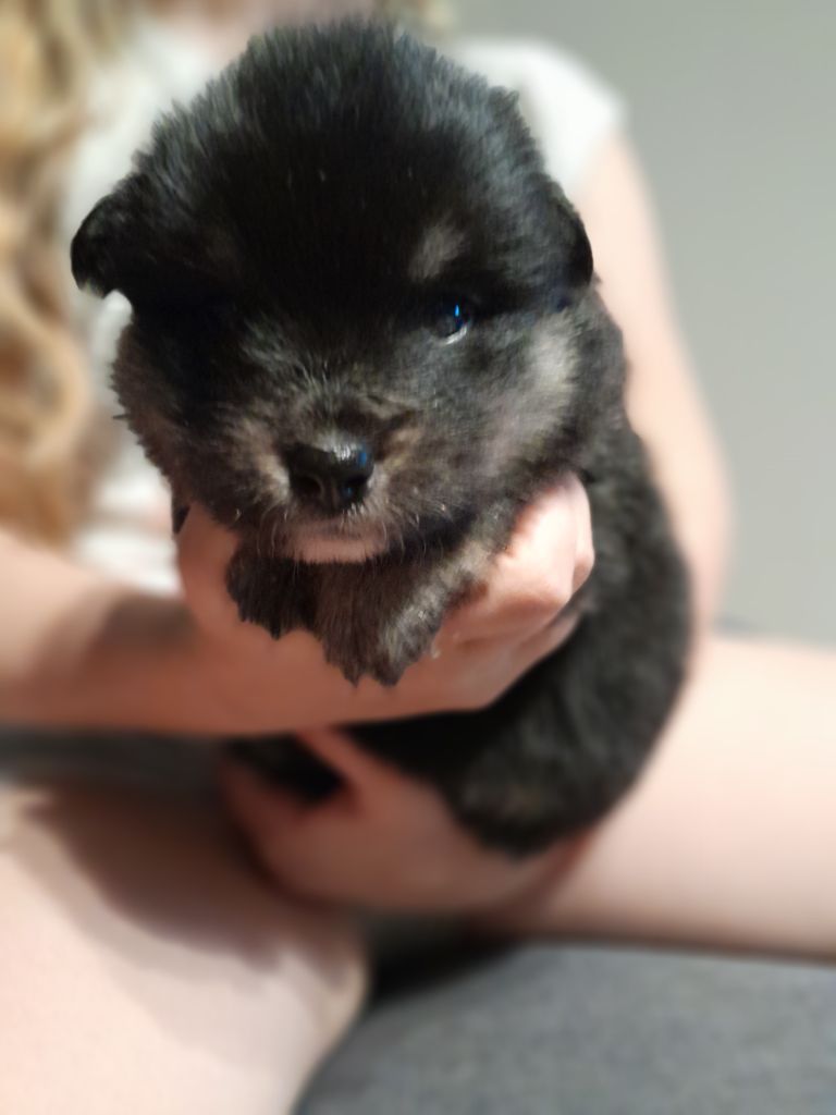 Les Etoiles De Clehea - Chiots disponibles - Chien finnois de Laponie