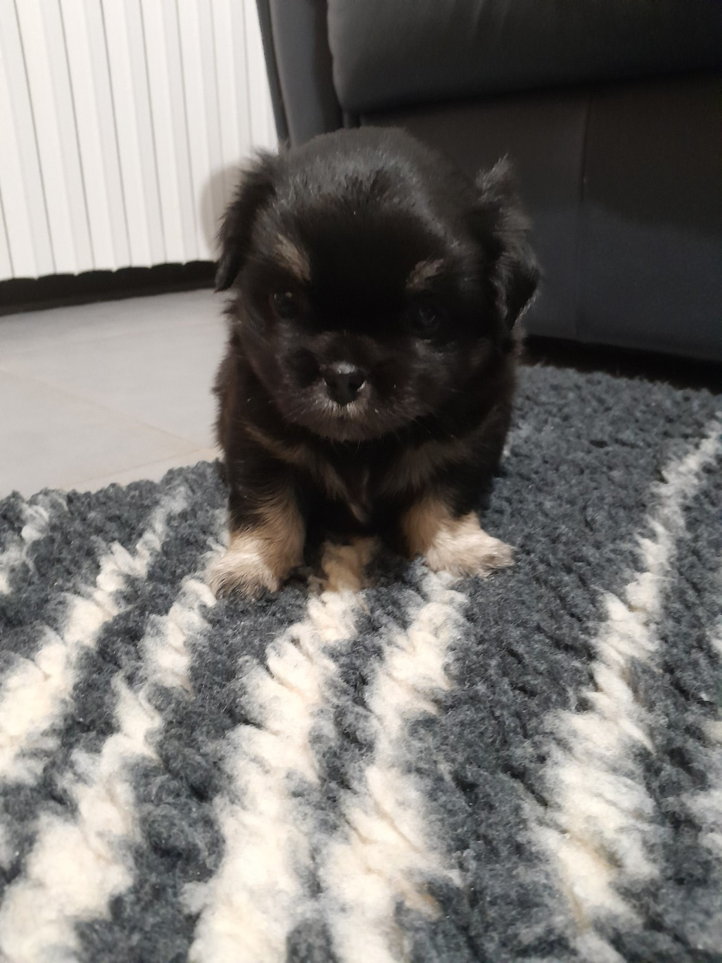 Les Etoiles De Clehea - Chiots disponibles - Epagneul tibetain