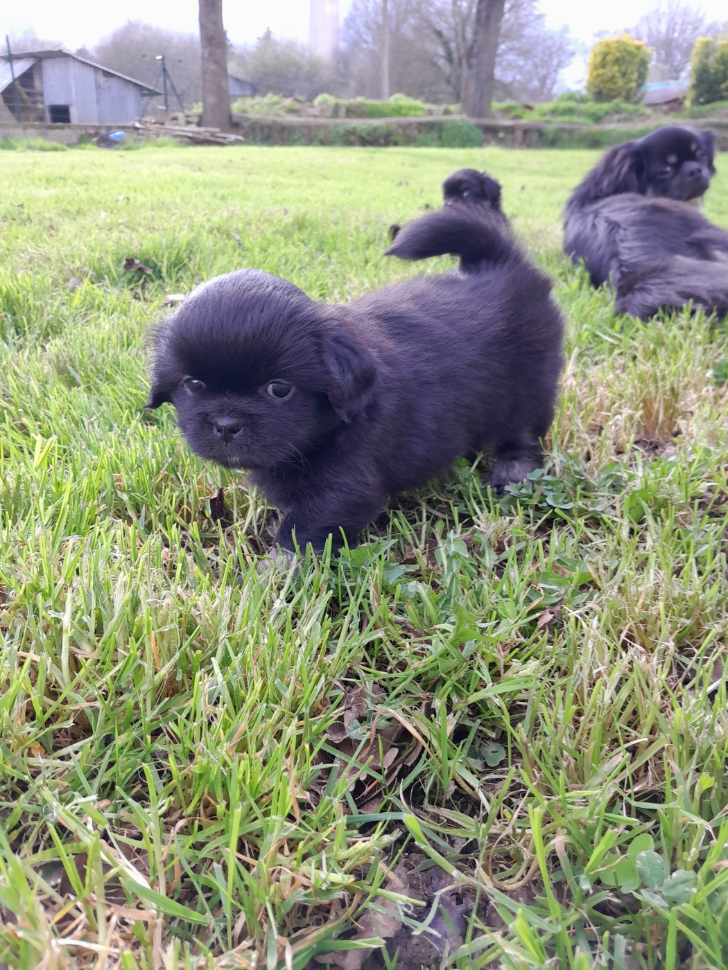 Les Etoiles De Clehea - Chiots disponibles - Epagneul tibetain