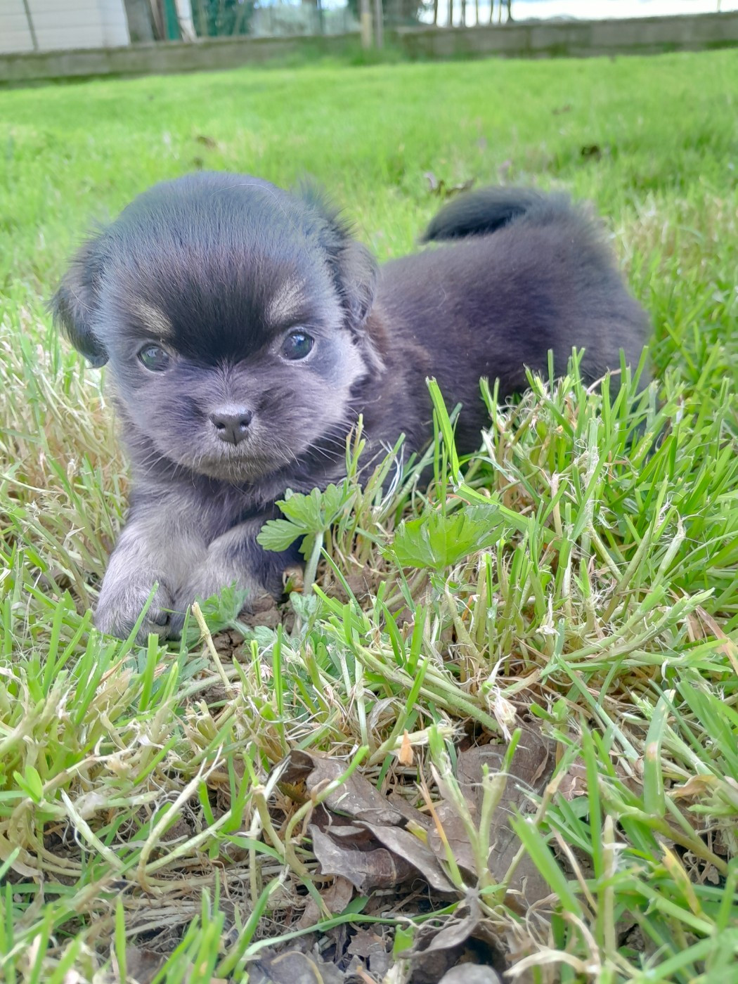 Les Etoiles De Clehea - Chiots disponibles - Epagneul tibetain