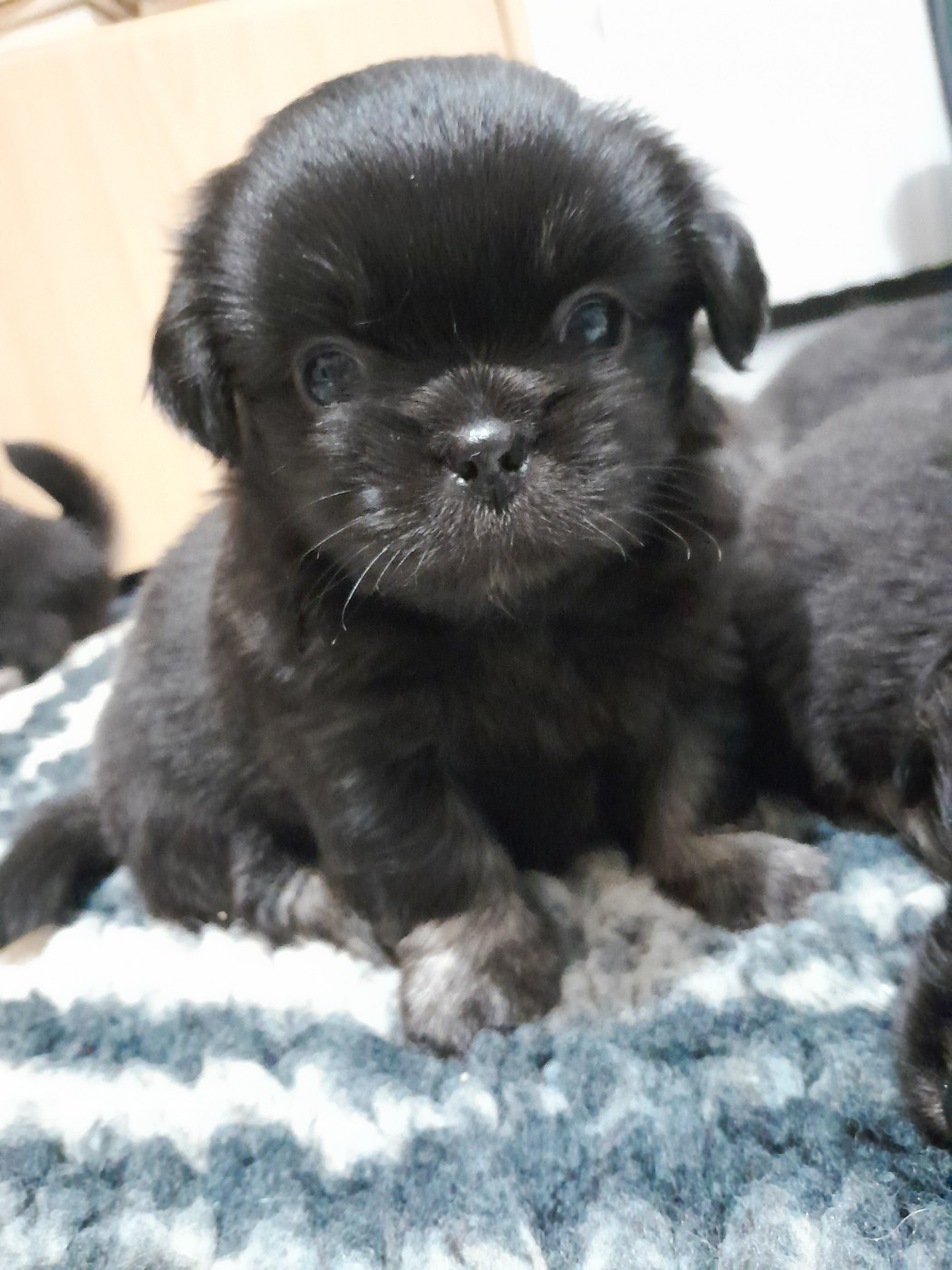 Les Etoiles De Clehea - Chiots disponibles - Epagneul tibetain