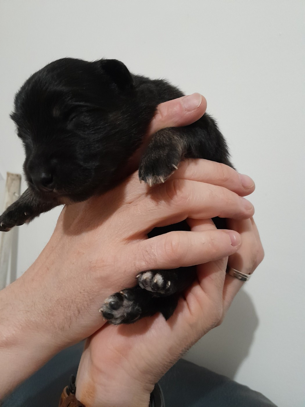 Les Etoiles De Clehea - Chiots disponibles - Chien finnois de Laponie