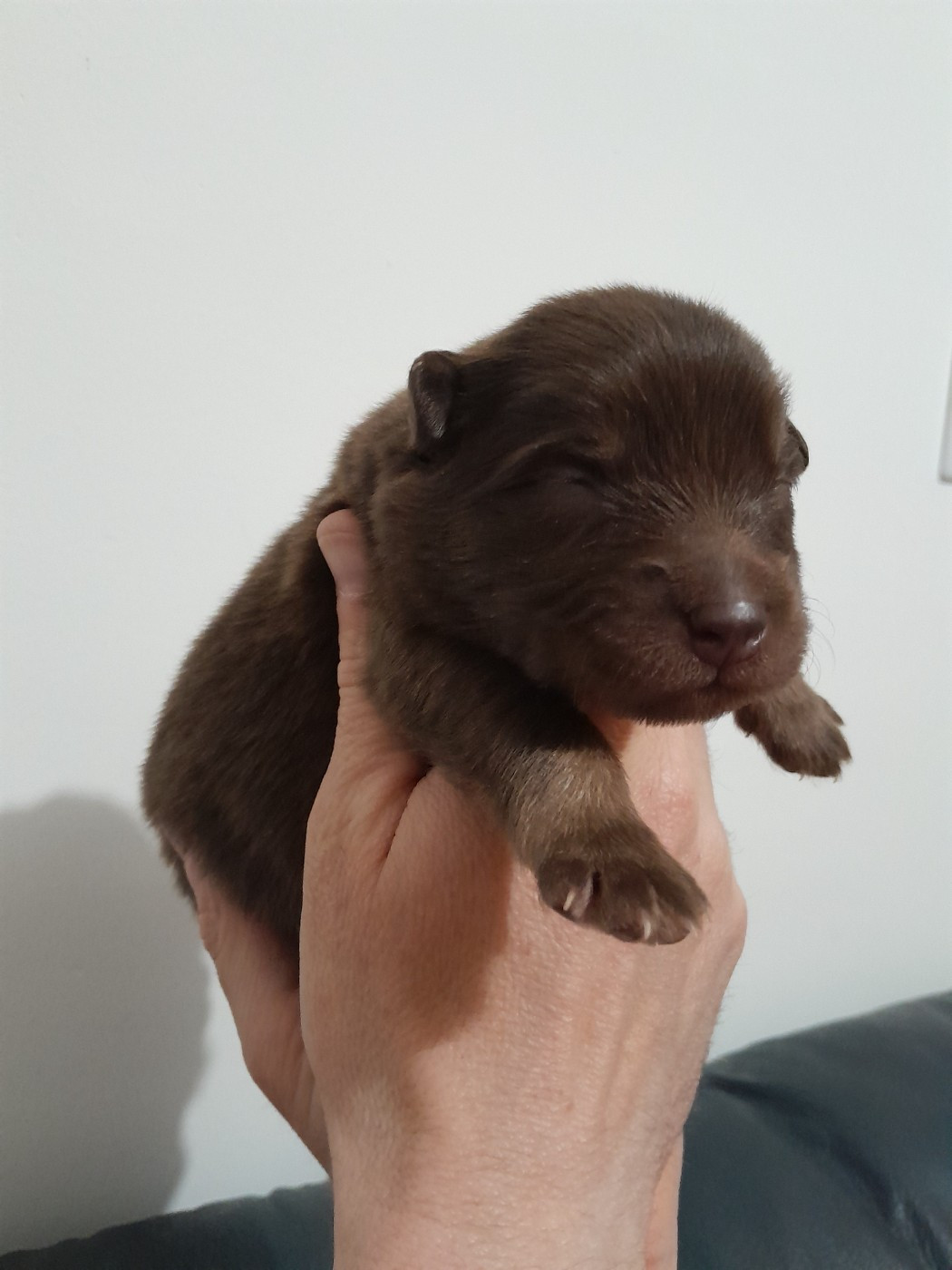 Les Etoiles De Clehea - Chiots disponibles - Chien finnois de Laponie