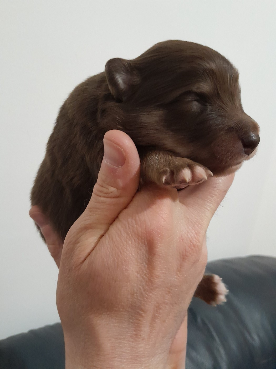 Les Etoiles De Clehea - Chiots disponibles - Chien finnois de Laponie