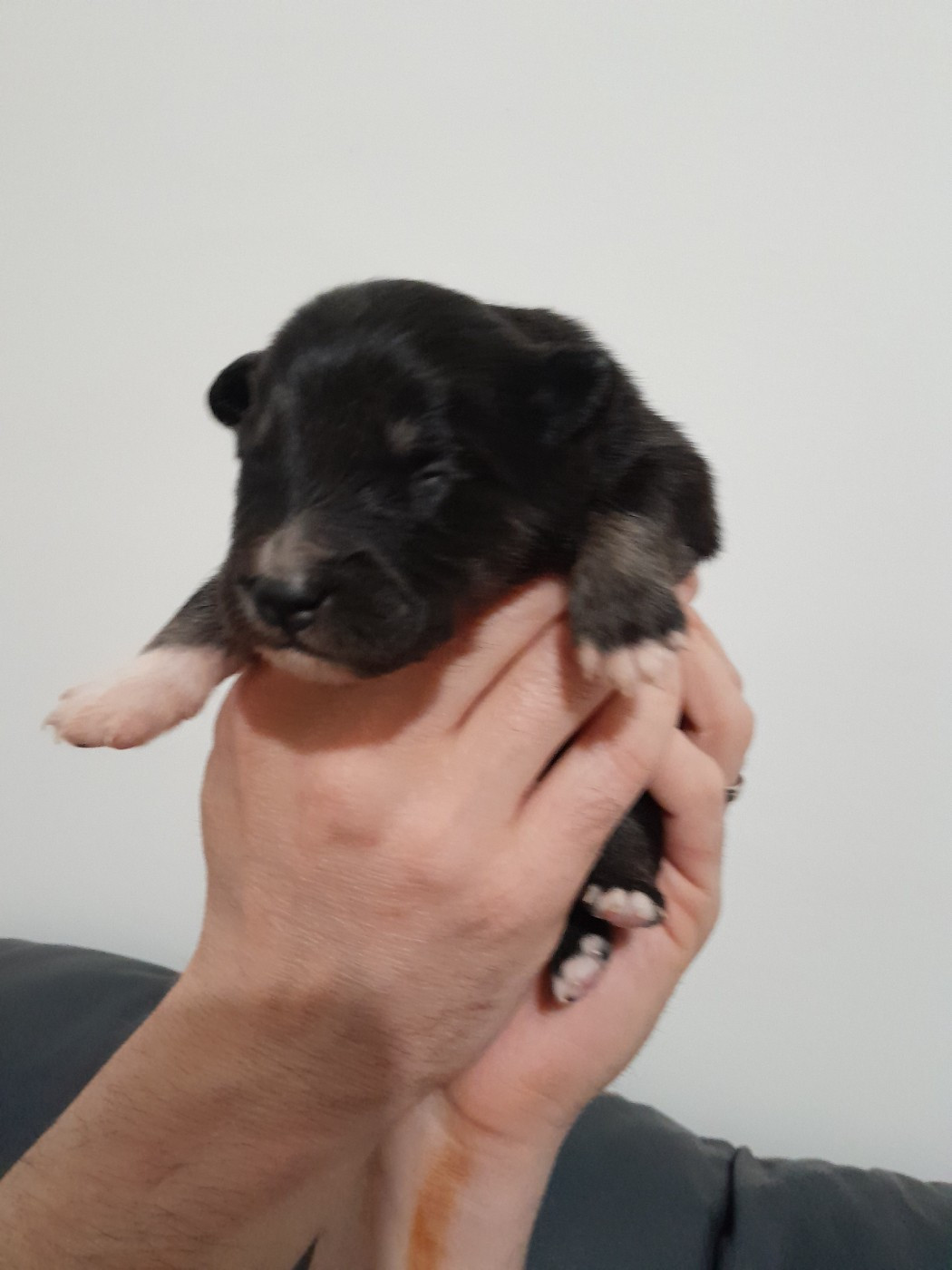 Les Etoiles De Clehea - Chiots disponibles - Chien finnois de Laponie