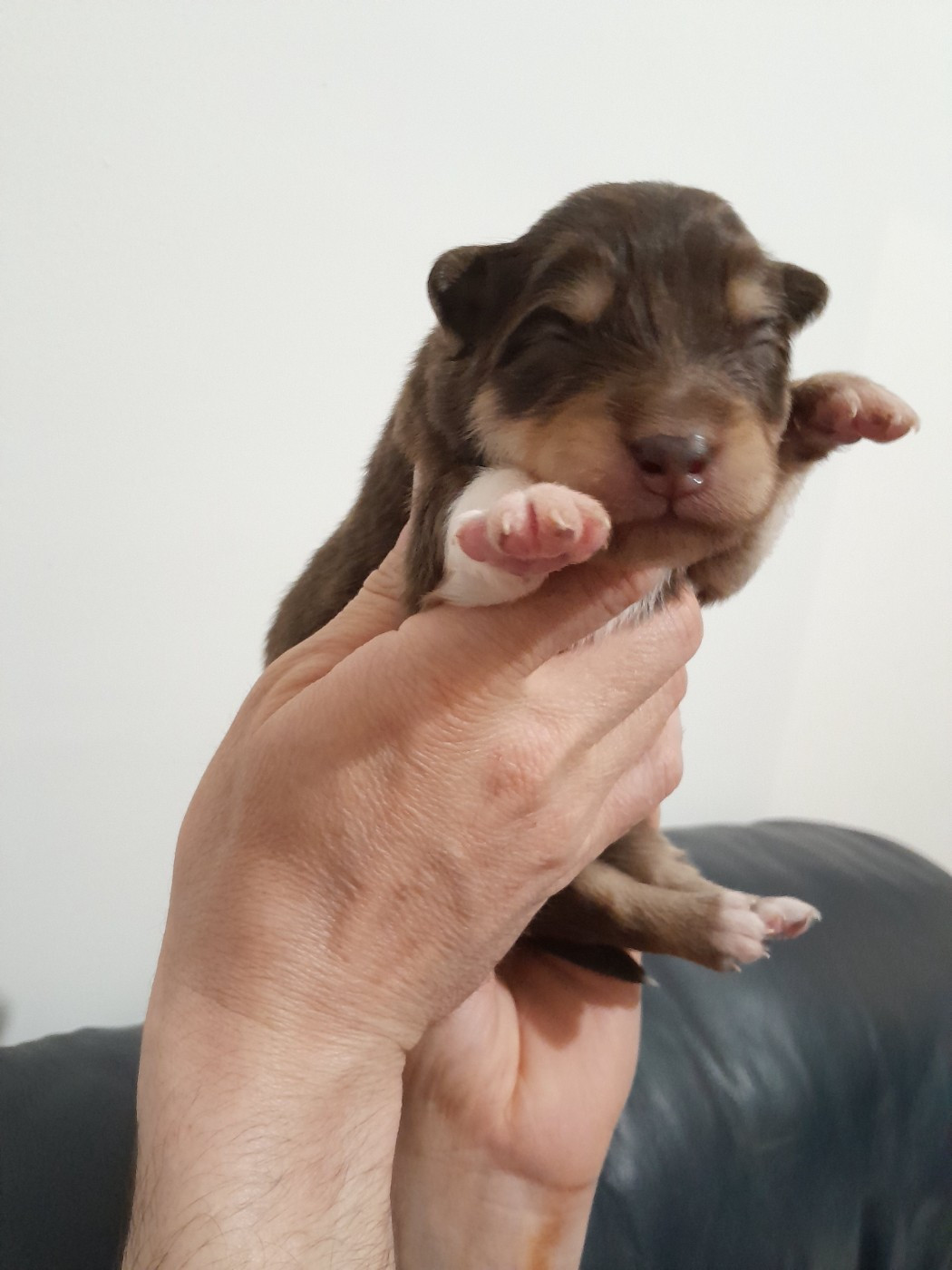 Les Etoiles De Clehea - Chiots disponibles - Chien finnois de Laponie
