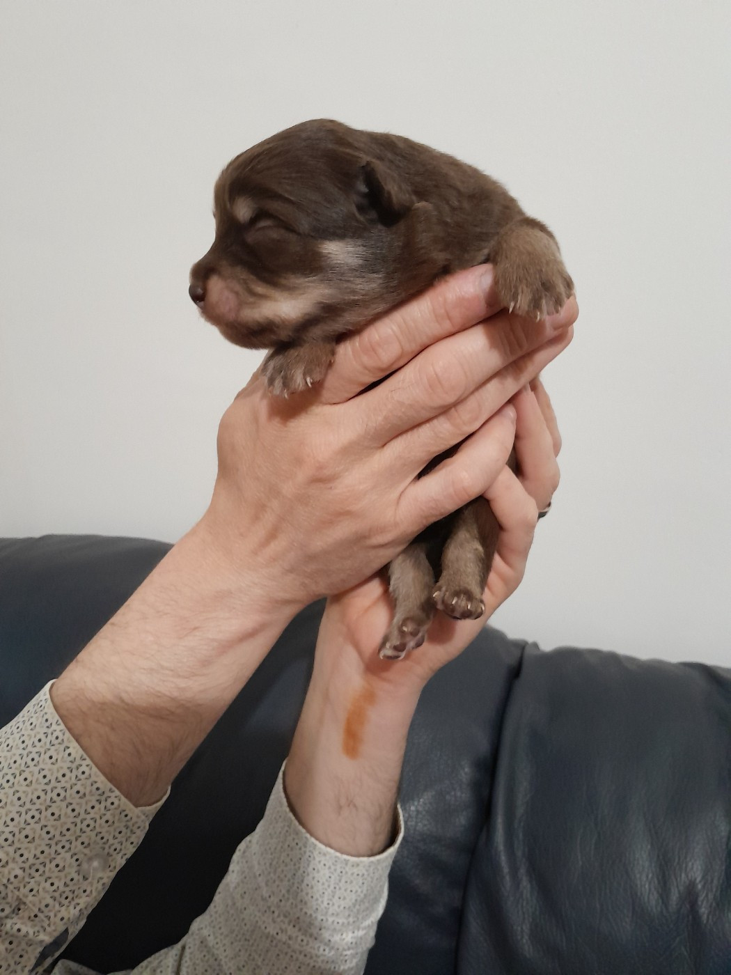 Les Etoiles De Clehea - Chiots disponibles - Chien finnois de Laponie