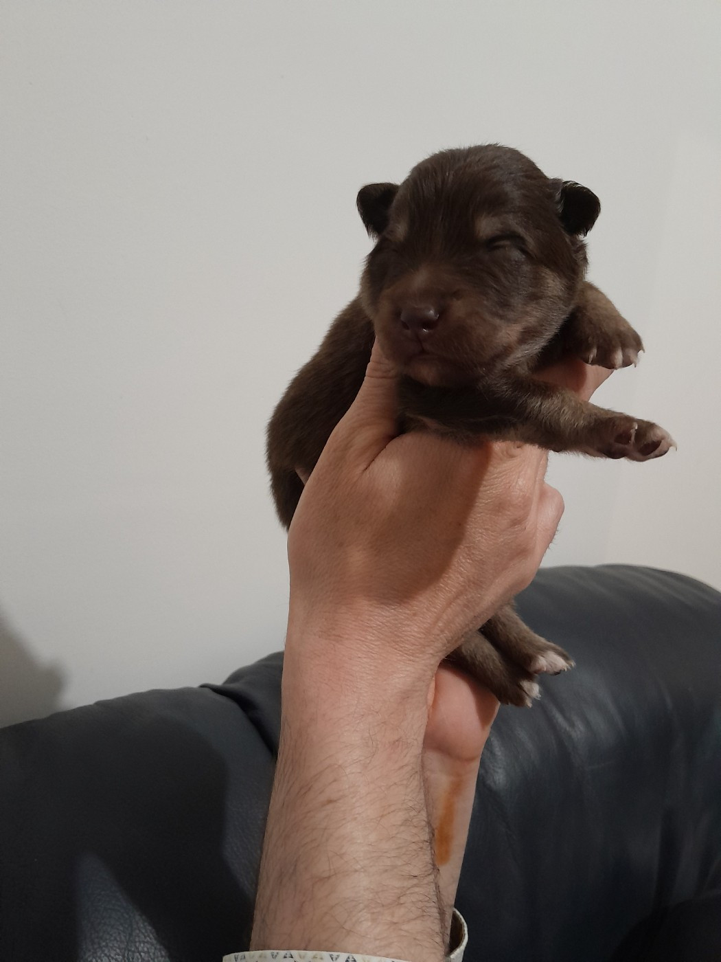 Les Etoiles De Clehea - Chiots disponibles - Chien finnois de Laponie