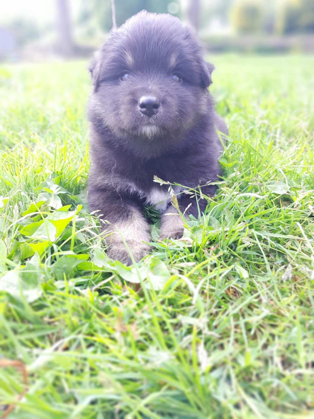 Les Etoiles De Clehea - Chiots disponibles - Chien finnois de Laponie