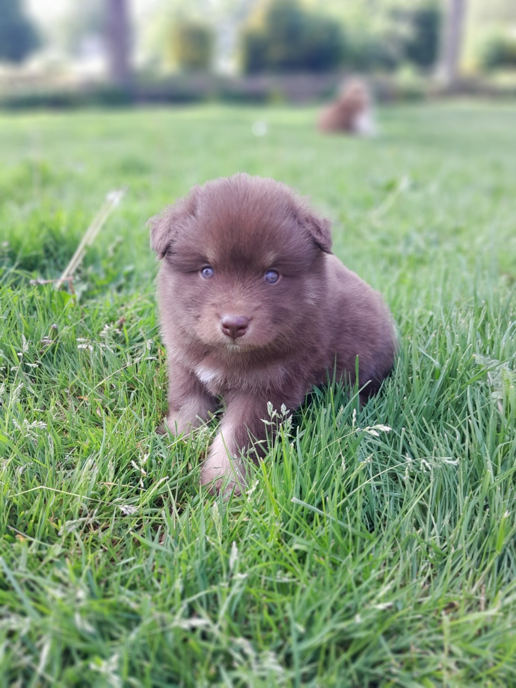 Les Etoiles De Clehea - Chiots disponibles - Chien finnois de Laponie
