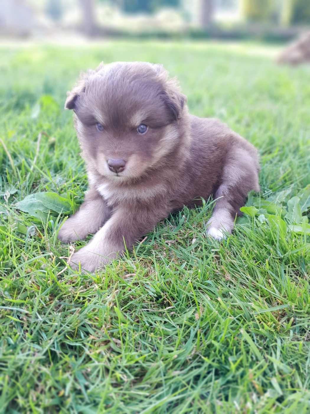 Les Etoiles De Clehea - Chiots disponibles - Chien finnois de Laponie