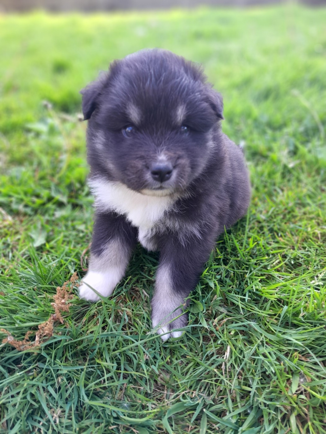 Les Etoiles De Clehea - Chiots disponibles - Chien finnois de Laponie