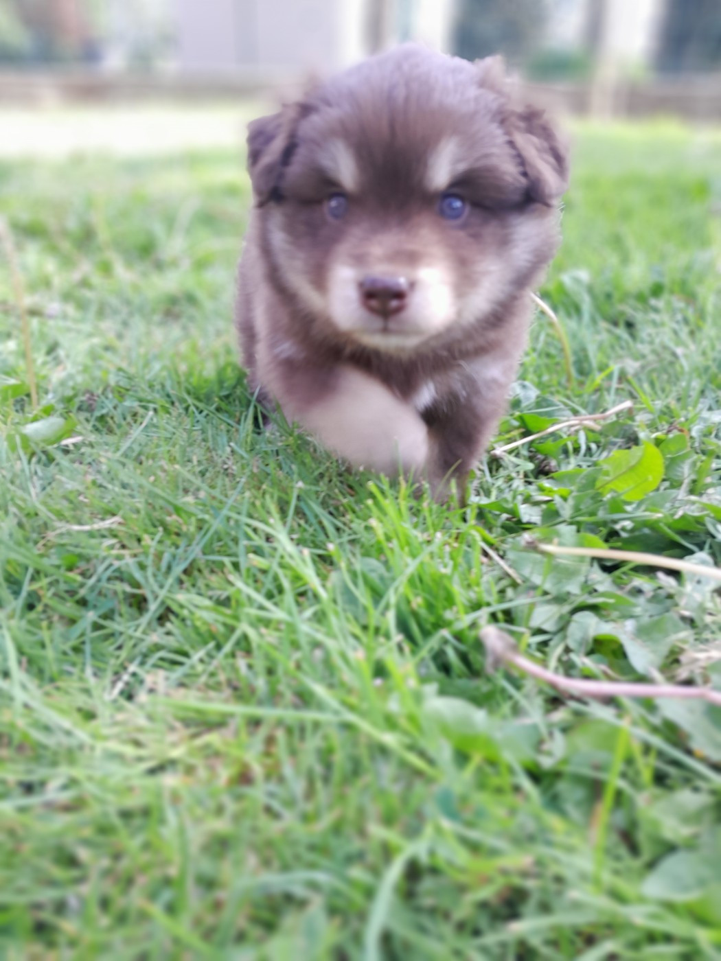 Les Etoiles De Clehea - Chiots disponibles - Chien finnois de Laponie