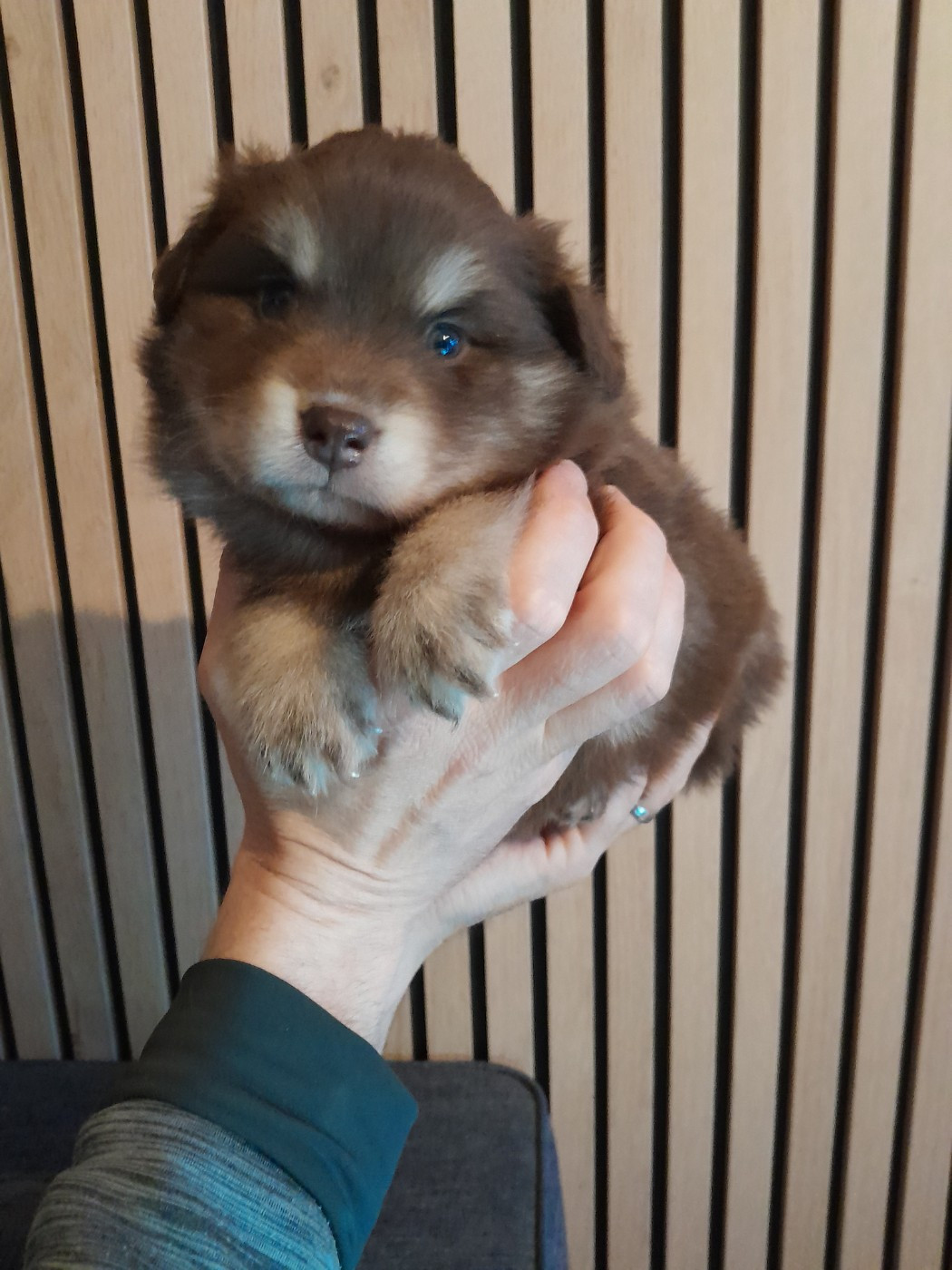 Les Etoiles De Clehea - Chiots disponibles - Chien finnois de Laponie