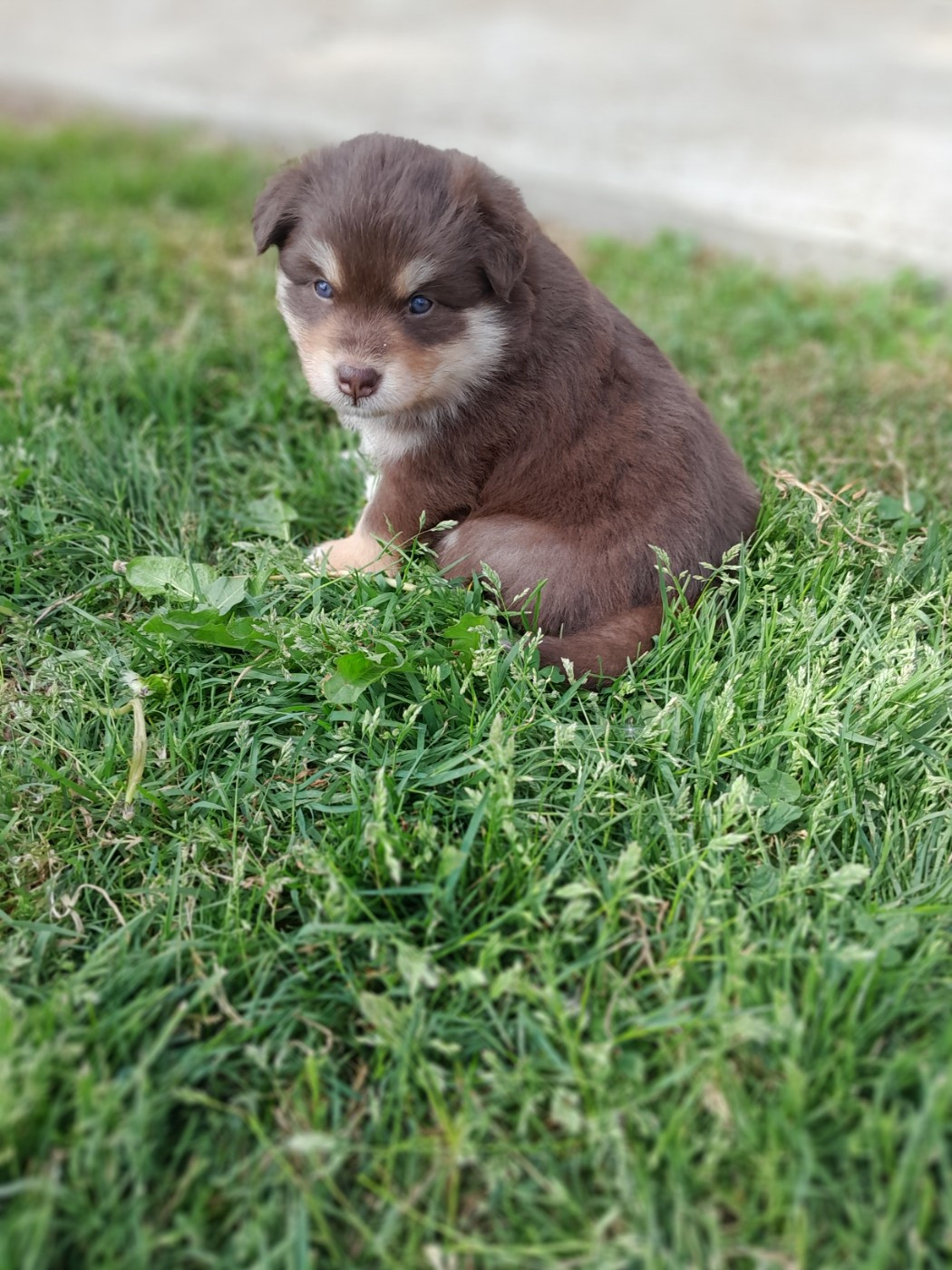 Les Etoiles De Clehea - Chiots disponibles - Chien finnois de Laponie