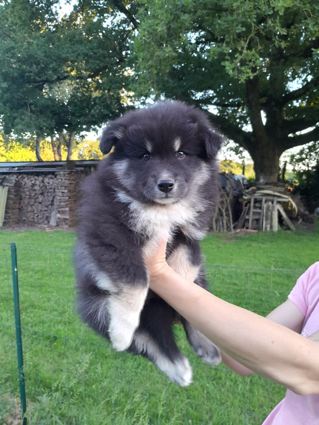 Les Etoiles De Clehea - Chiots disponibles - Chien finnois de Laponie