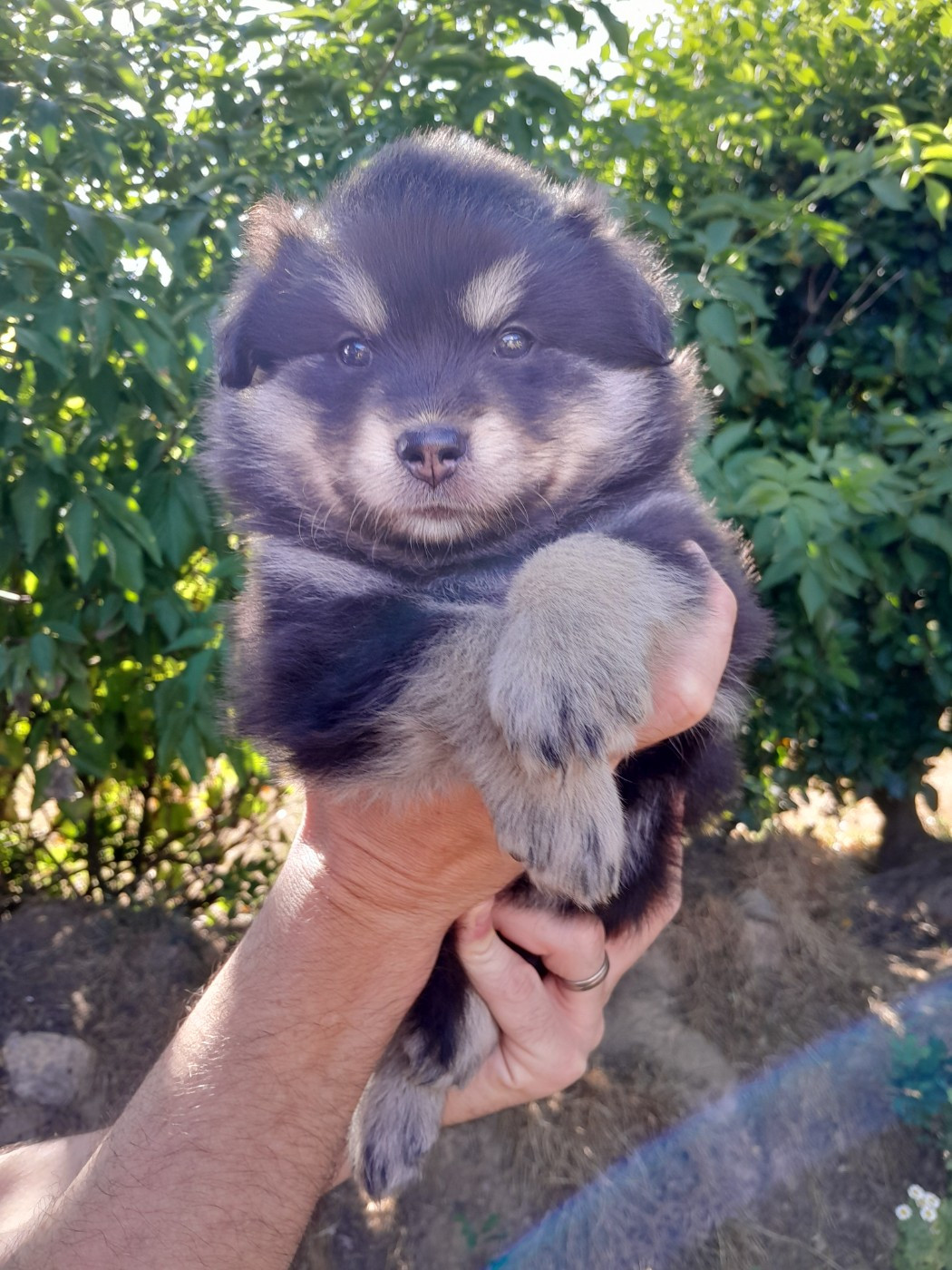 Les Etoiles De Clehea - Chiots disponibles - Chien finnois de Laponie