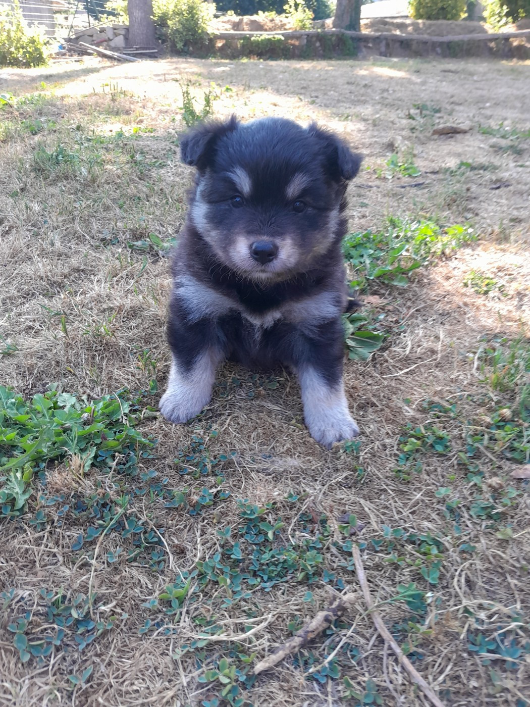 Les Etoiles De Clehea - Chiots disponibles - Chien finnois de Laponie