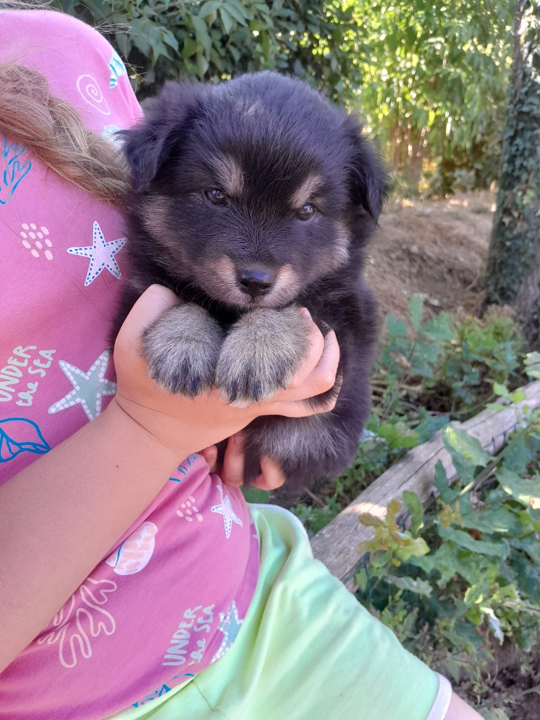 Les Etoiles De Clehea - Chiots disponibles - Chien finnois de Laponie