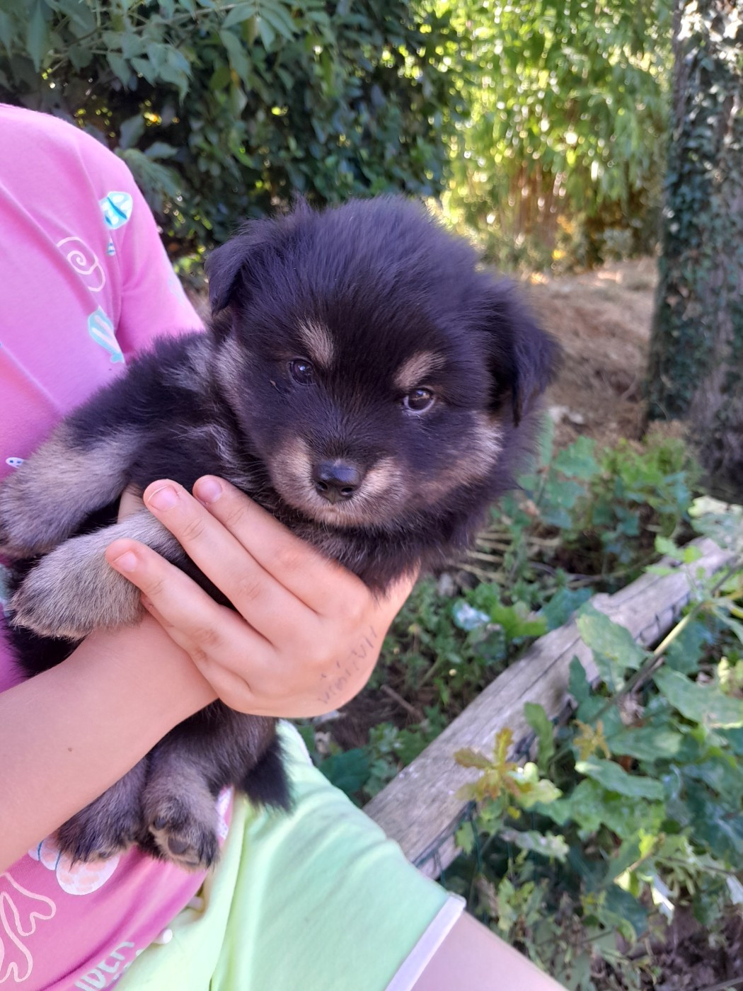 Les Etoiles De Clehea - Chiots disponibles - Chien finnois de Laponie