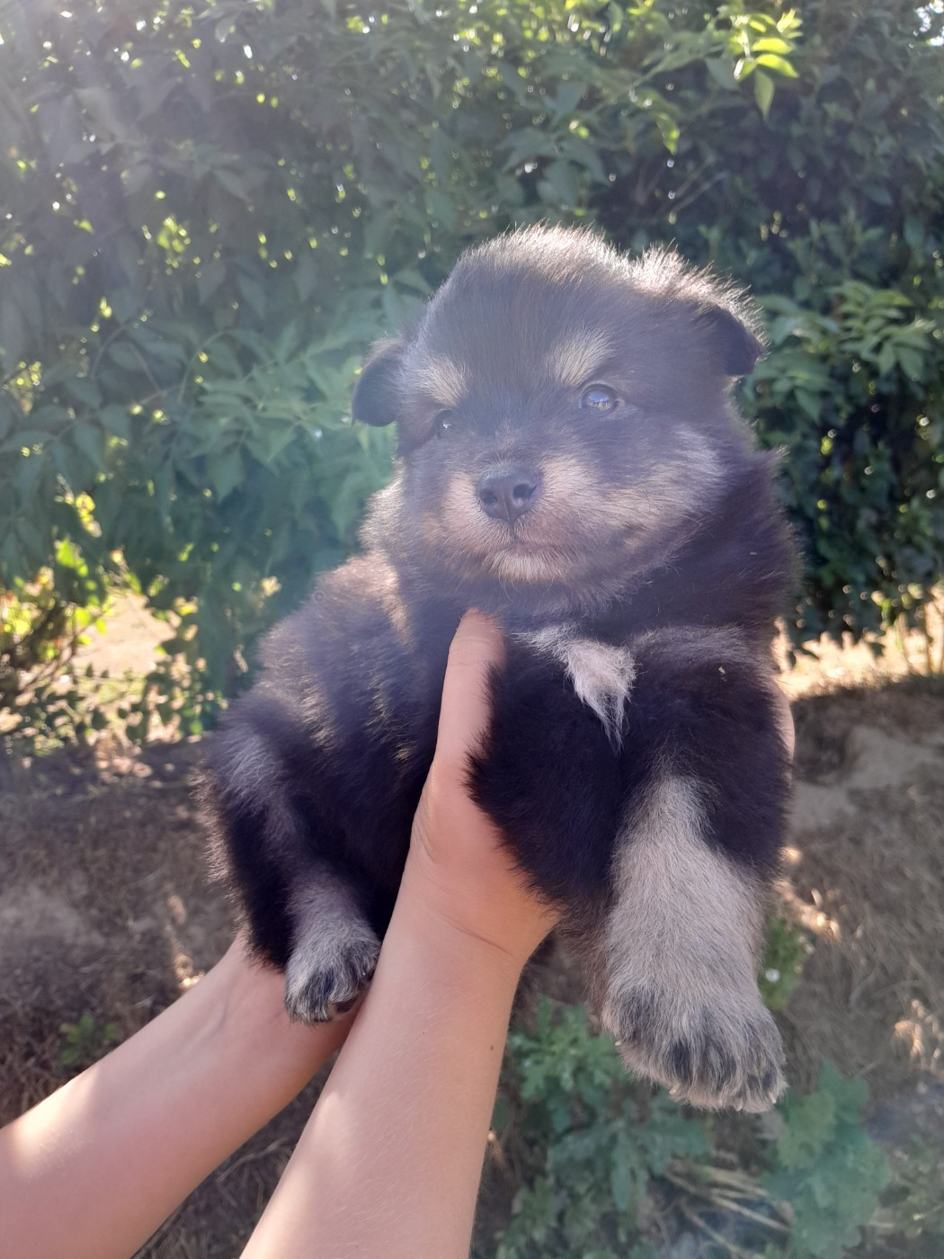 Les Etoiles De Clehea - Chiots disponibles - Chien finnois de Laponie