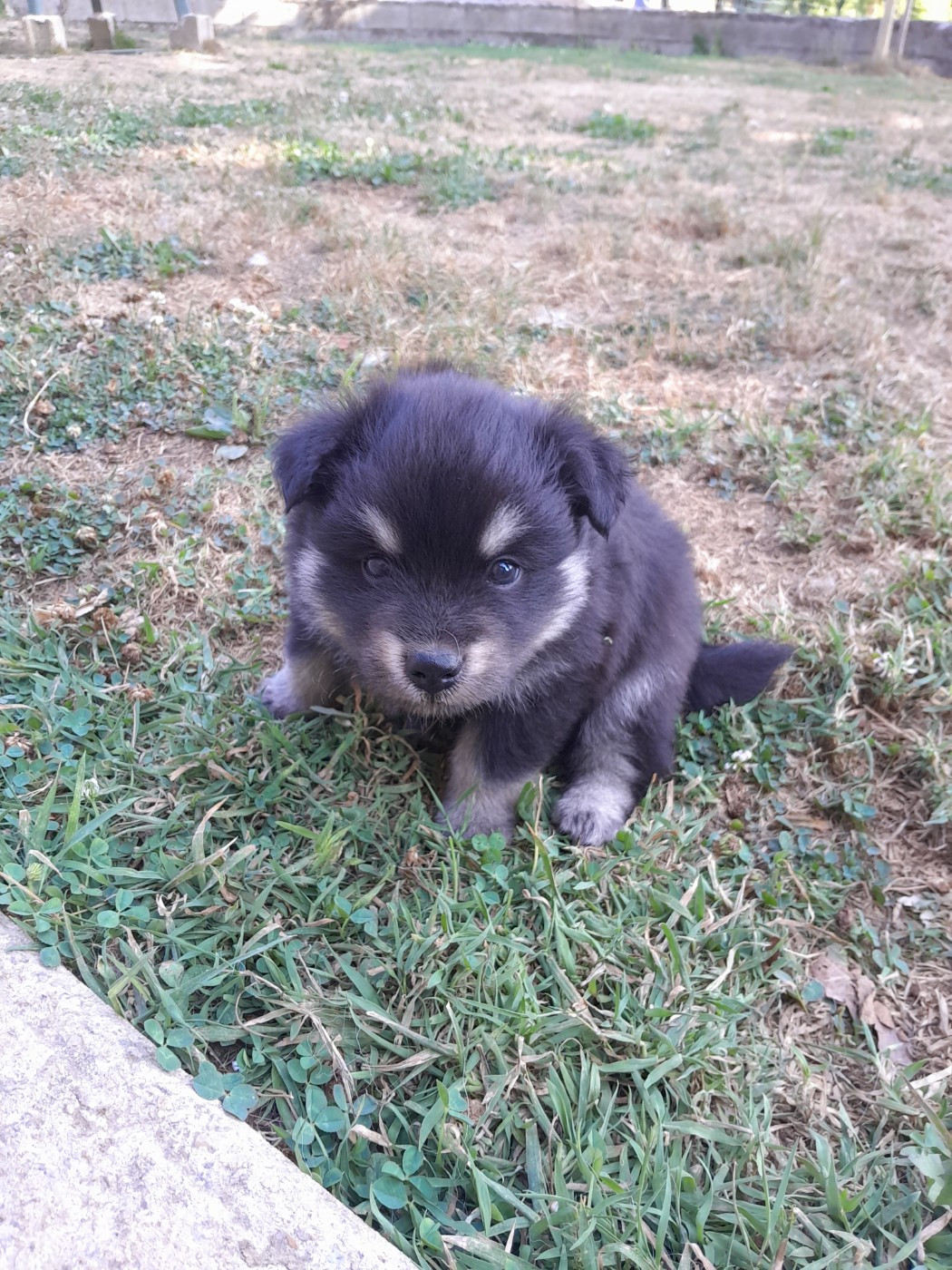 Les Etoiles De Clehea - Chiots disponibles - Chien finnois de Laponie