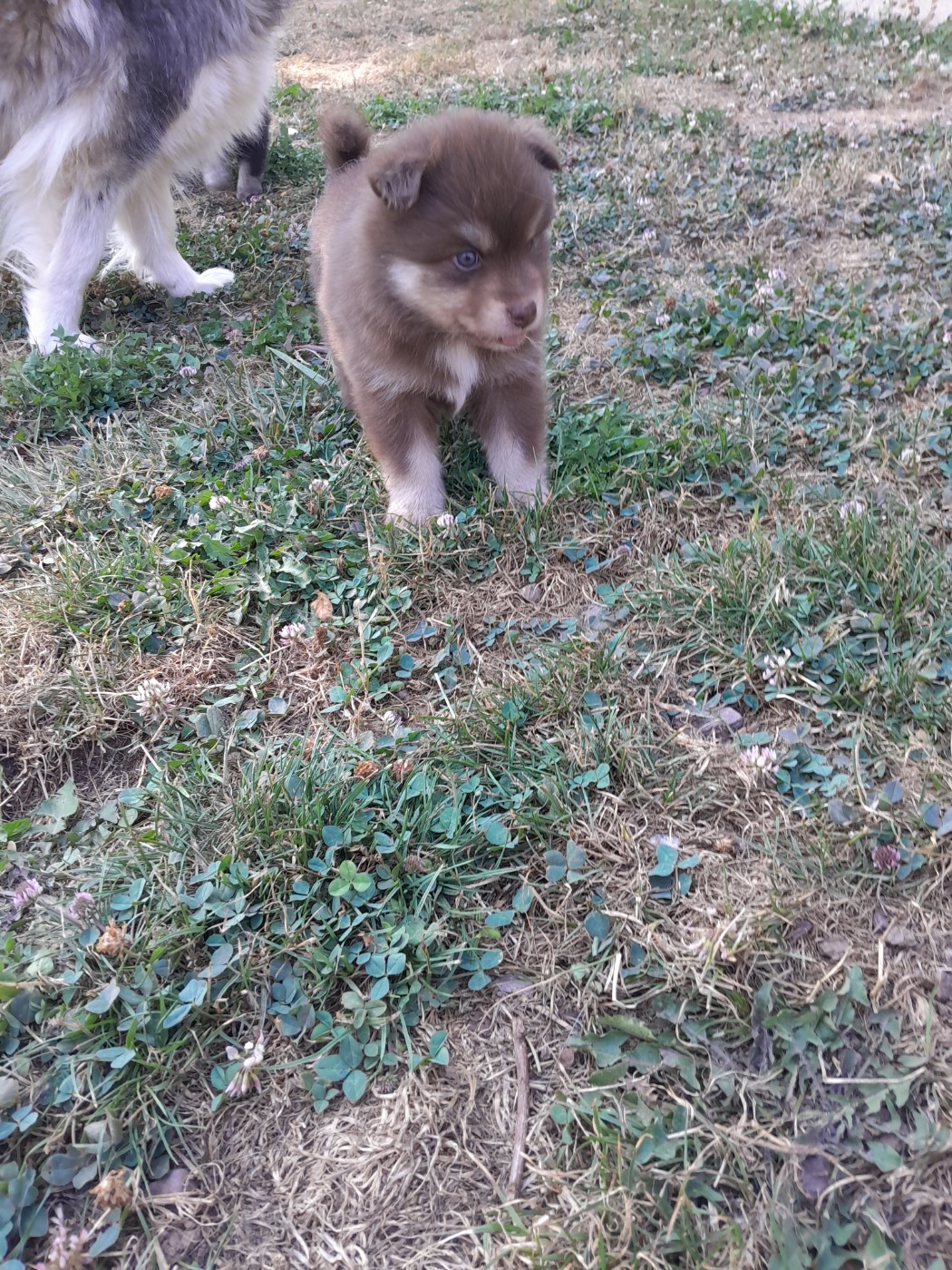 Les Etoiles De Clehea - Chiots disponibles - Chien finnois de Laponie