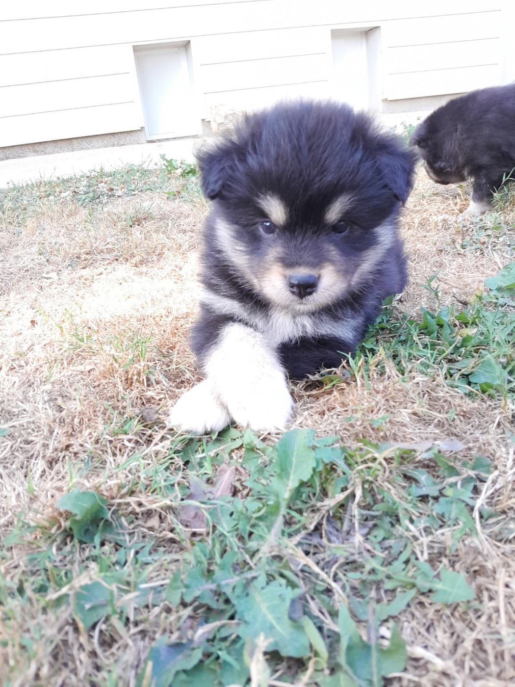 Les Etoiles De Clehea - Chiots disponibles - Chien finnois de Laponie