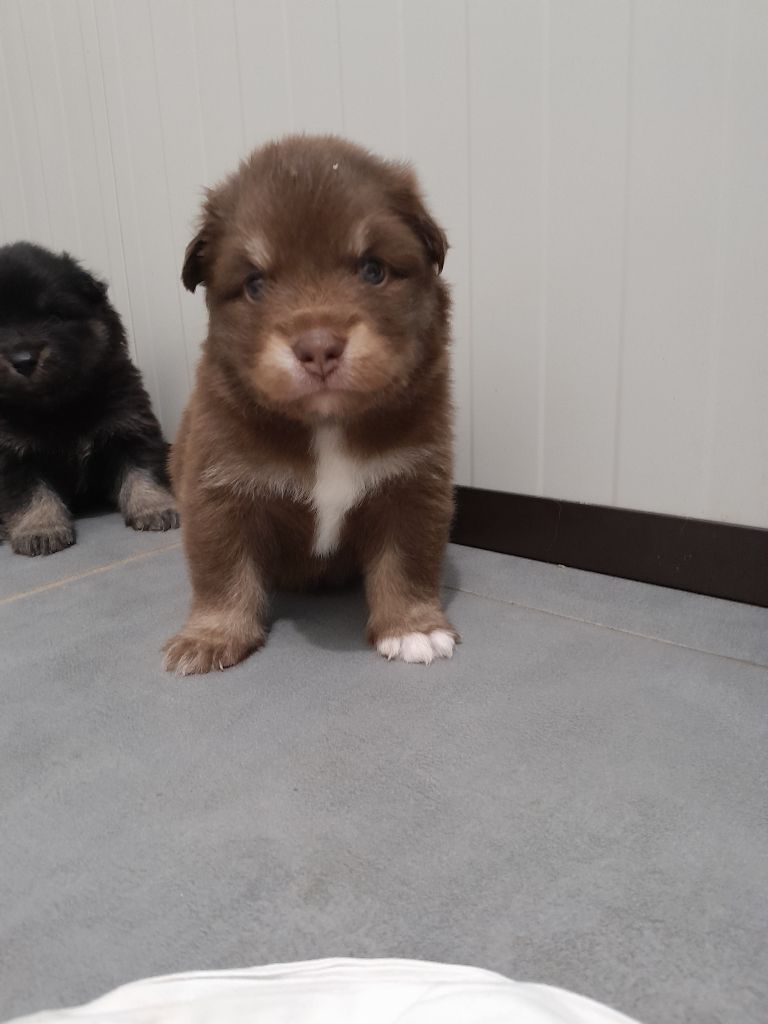 Les Etoiles De Clehea - Chiots disponibles - Chien finnois de Laponie