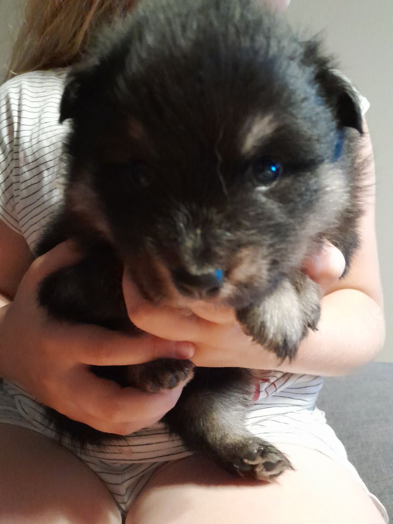 Les Etoiles De Clehea - Chiots disponibles - Chien finnois de Laponie