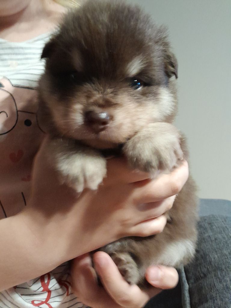 Les Etoiles De Clehea - Chiots disponibles - Chien finnois de Laponie