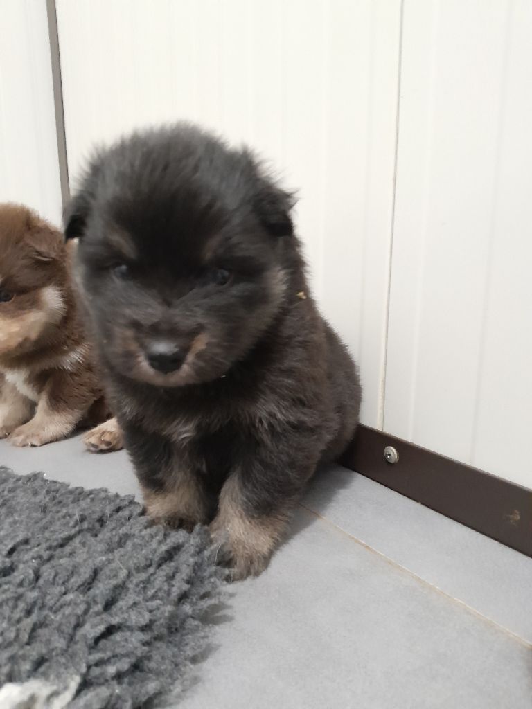 Les Etoiles De Clehea - Chiots disponibles - Chien finnois de Laponie
