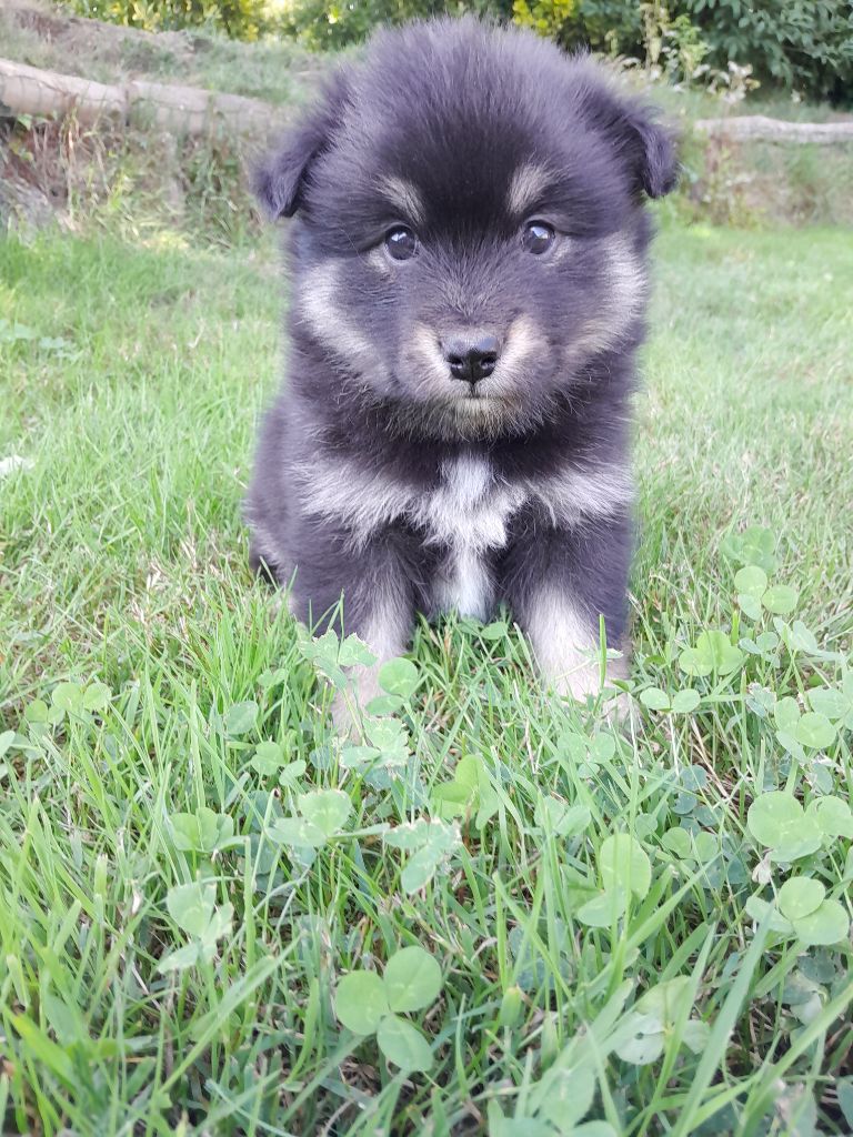 Les Etoiles De Clehea - Chien finnois de Laponie - Portée née le 28/06/2025