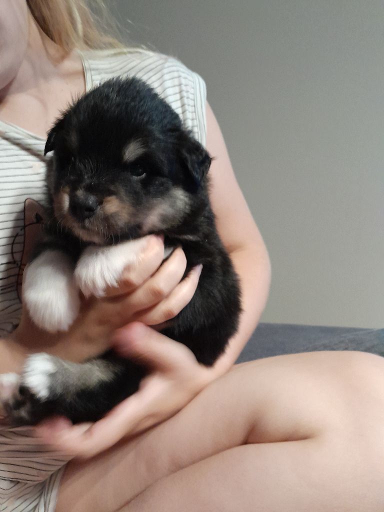 Les Etoiles De Clehea - Chiots disponibles - Chien finnois de Laponie