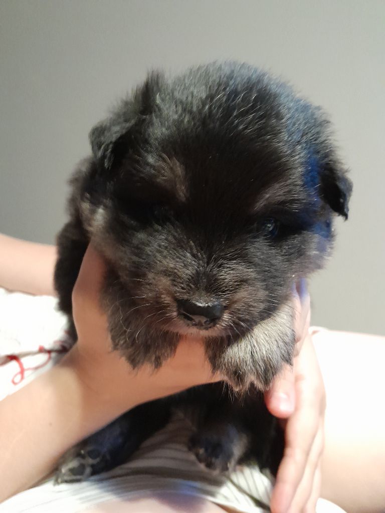 Les Etoiles De Clehea - Chiots disponibles - Chien finnois de Laponie