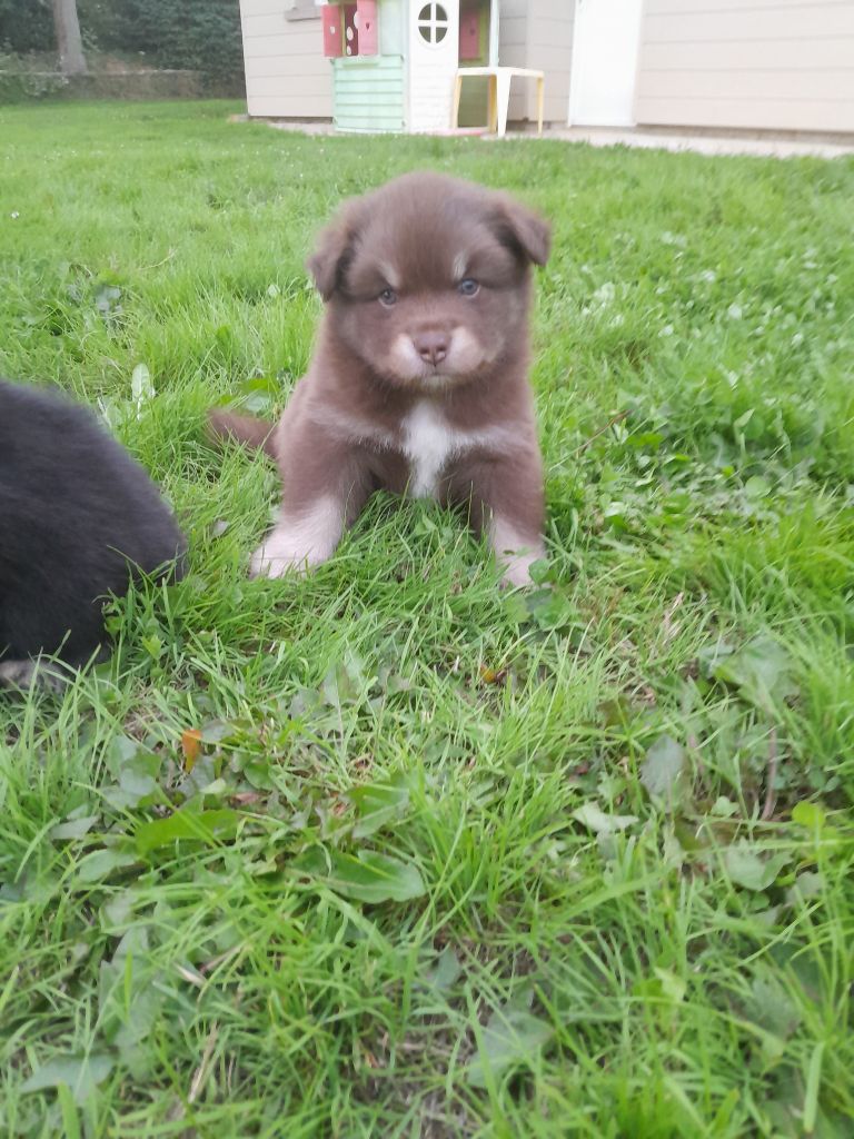 Les Etoiles De Clehea - Chiots disponibles - Chien finnois de Laponie