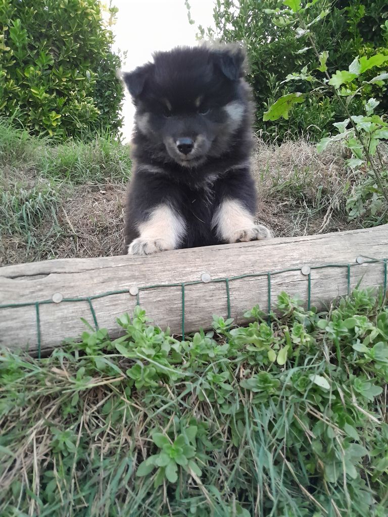 Les Etoiles De Clehea - Chiots disponibles - Chien finnois de Laponie